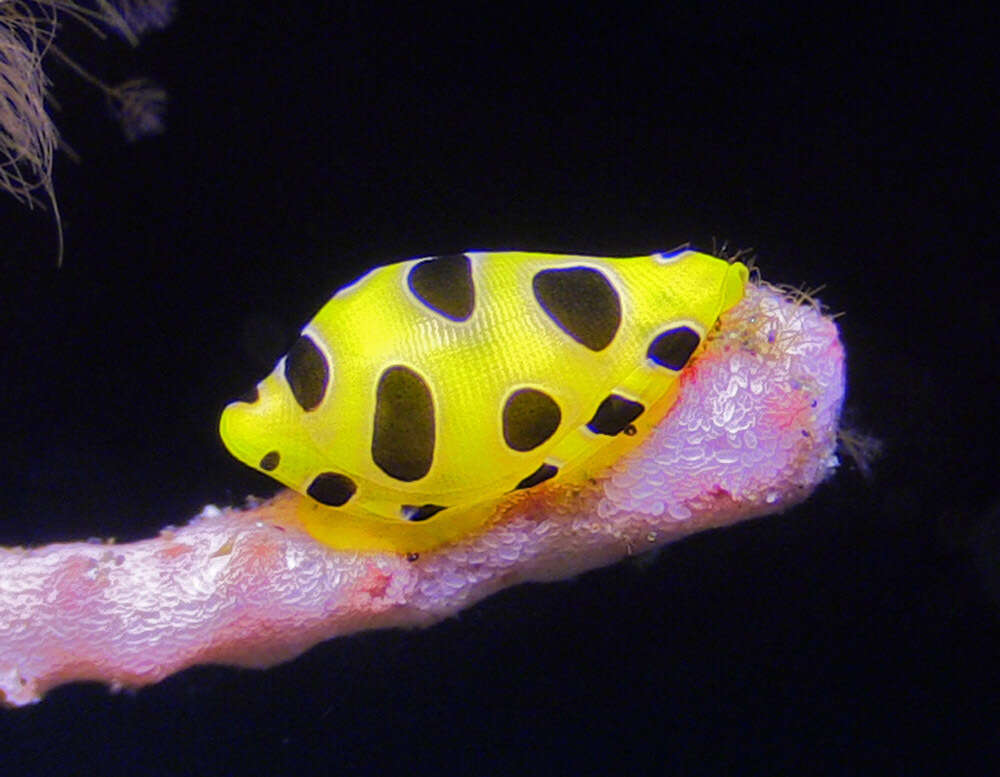 Image of Tiger cuspivolva