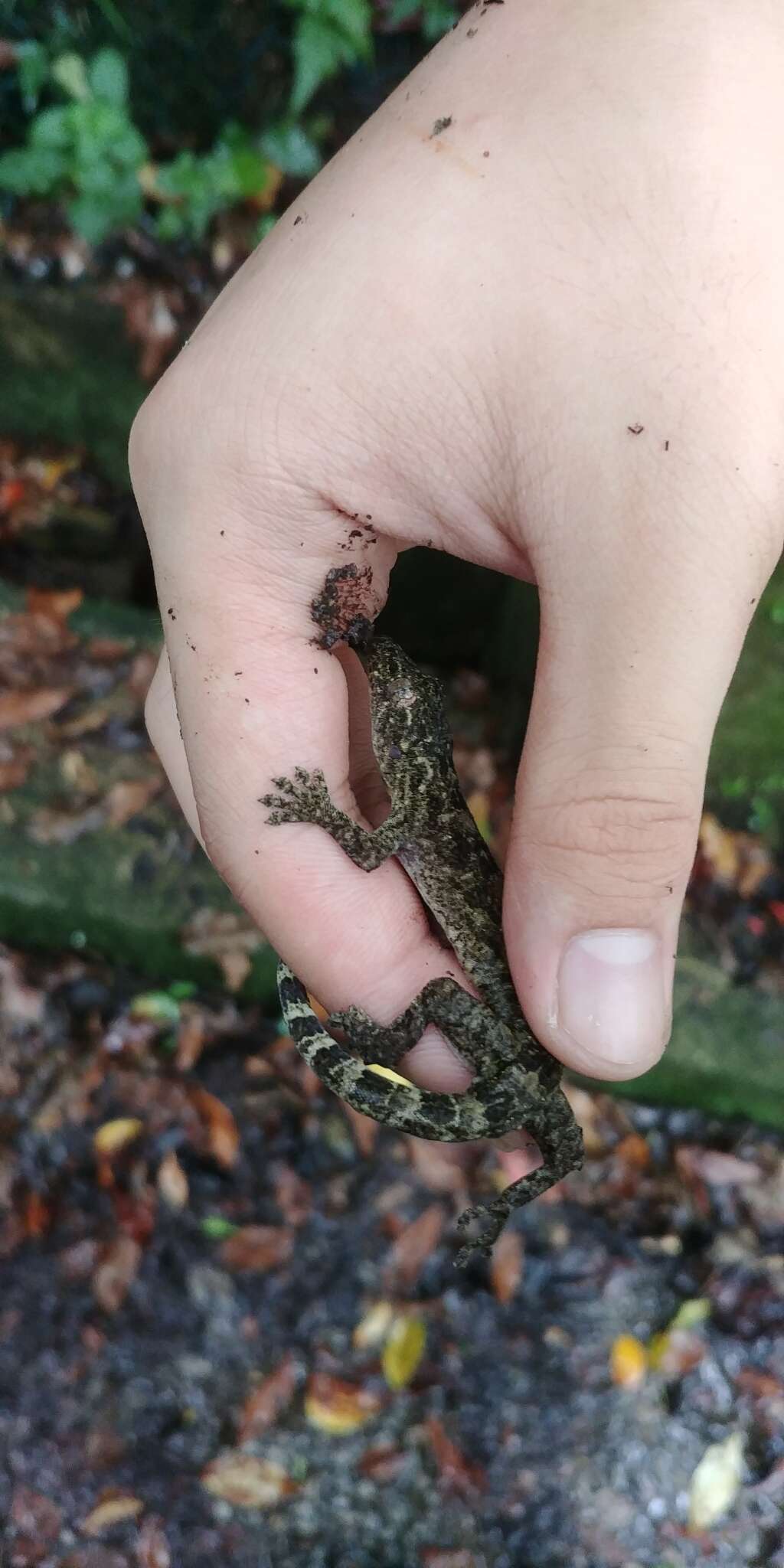 Image of Gray's Chinese Gecko