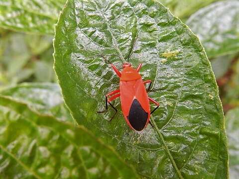 Image of <i>Antilochus coquebertii</i>