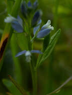 Image of Polygala serpyllifolia J. A. C. Hose