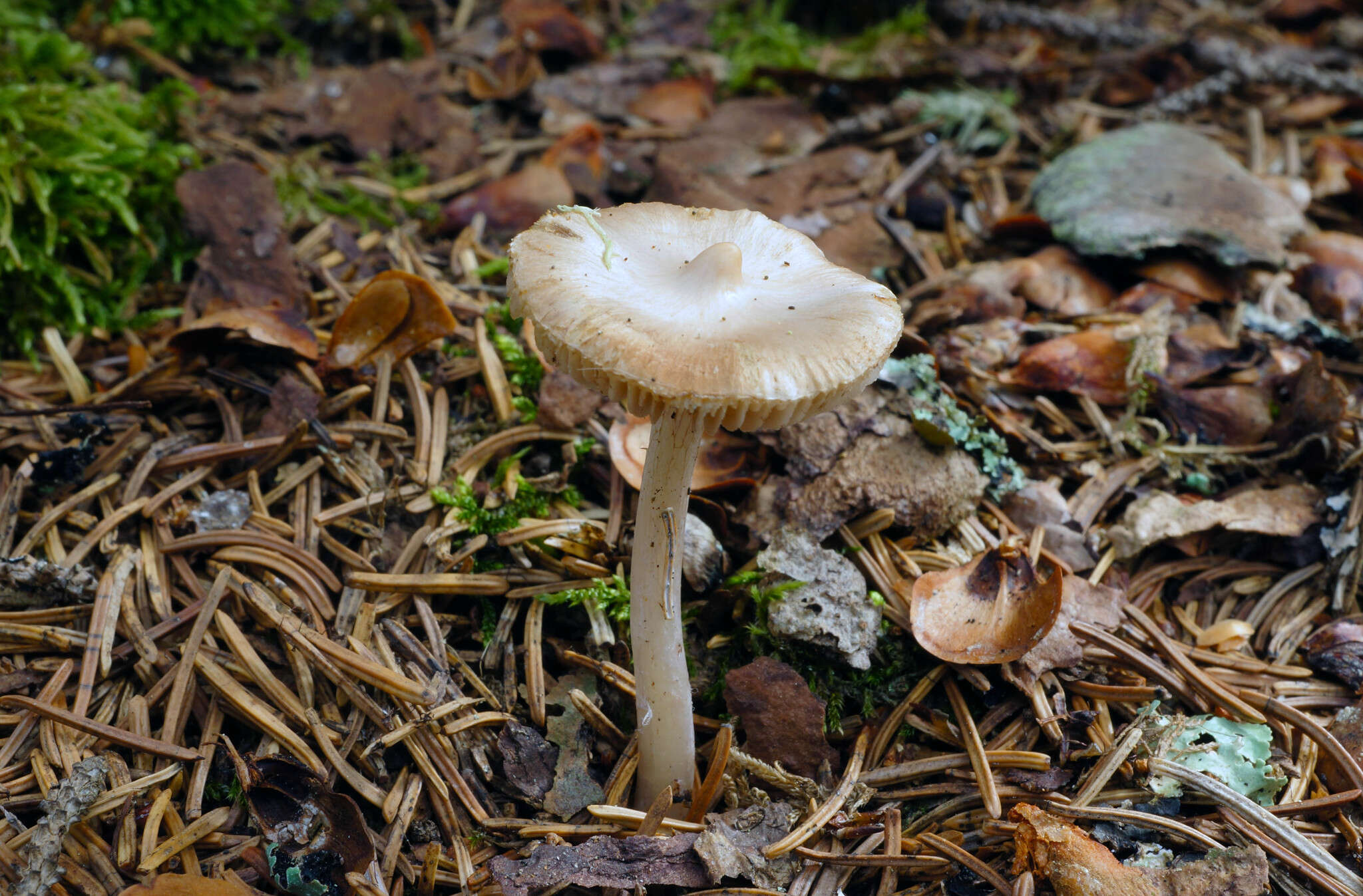 Plancia ëd Inocybe albodisca Peck 1898