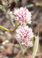 Image of Ptilotus corymbosus R. Br.