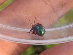 Image of flea beetle