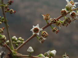 Plancia ëd Boswellia serrata Roxb. ex Colebr.