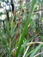 Image of Lanai sawsedge