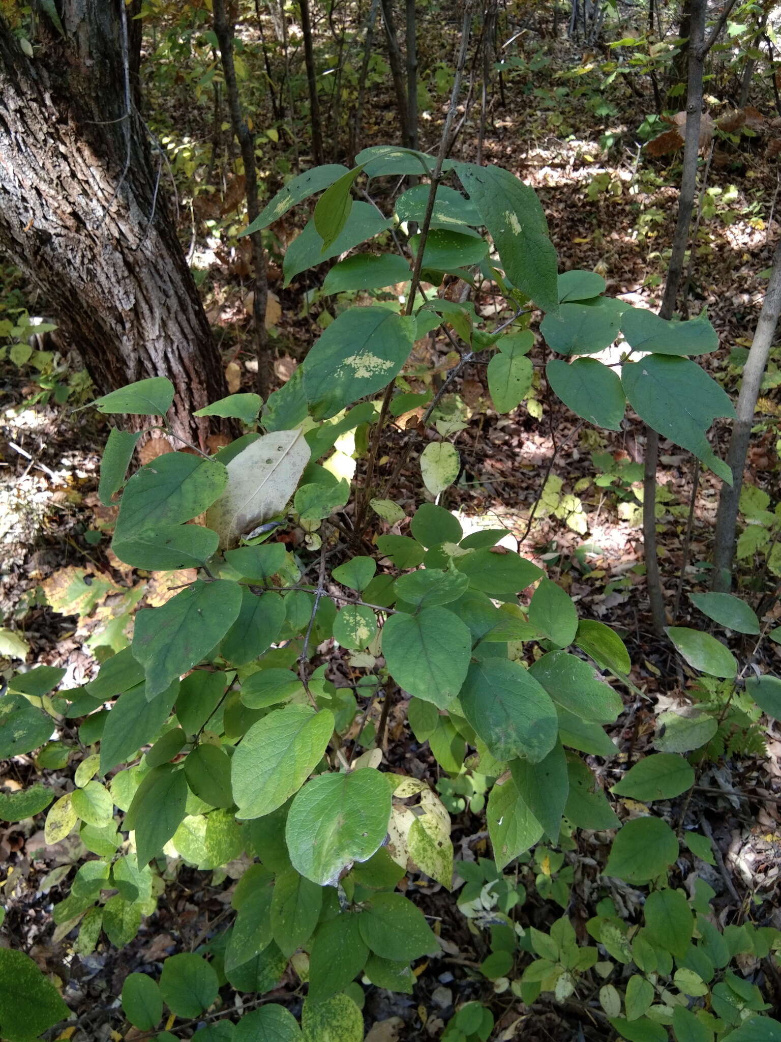 Image of Manchurian honeysuckle