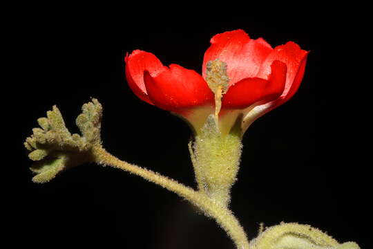 Imagem de Nototriche coccinea A. W. Hill