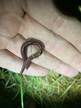 Image of Pasture Worm