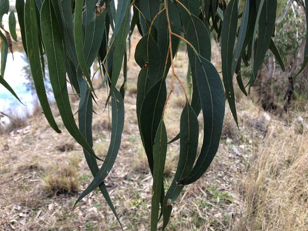 Image of Eucalyptus prava L. A. S. Johnson & K. D. Hill