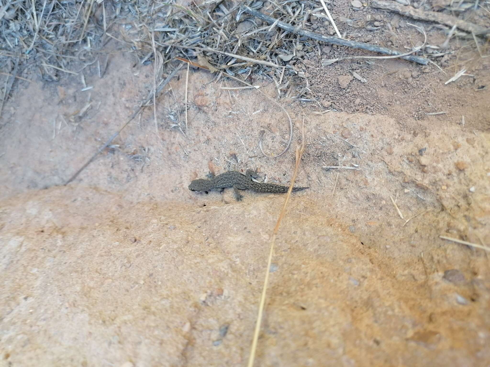 Image of Cradock Thick-toed Gecko