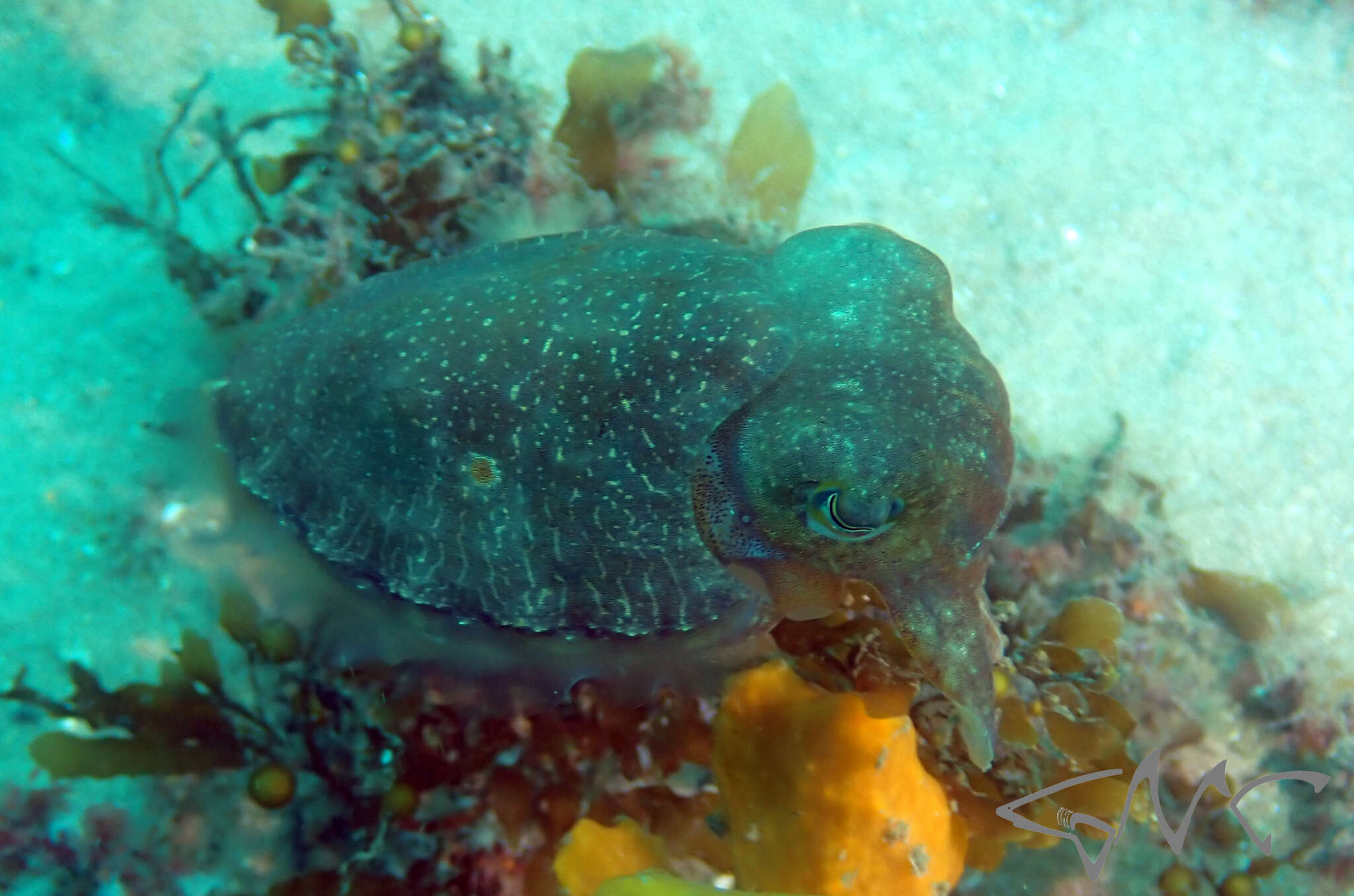 Image of Ken's cuttlefish