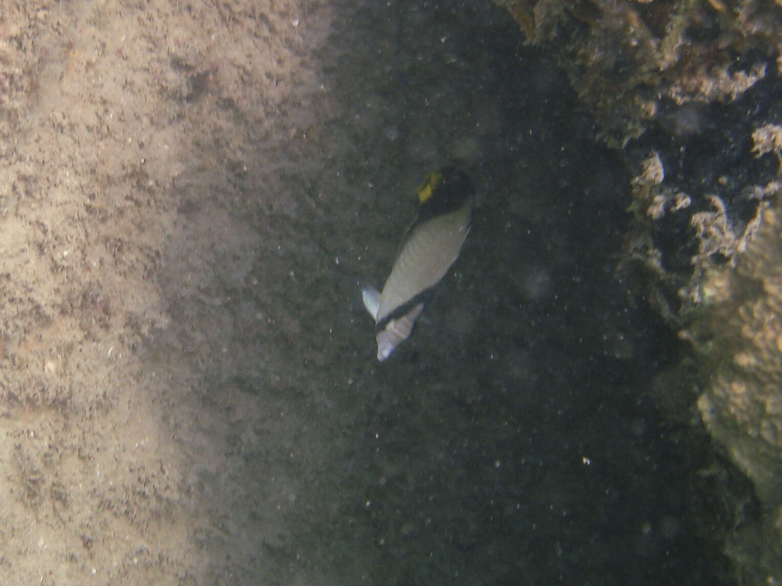 Image of Black-finned Vagabond