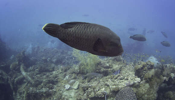 Image of Giant Wrasse