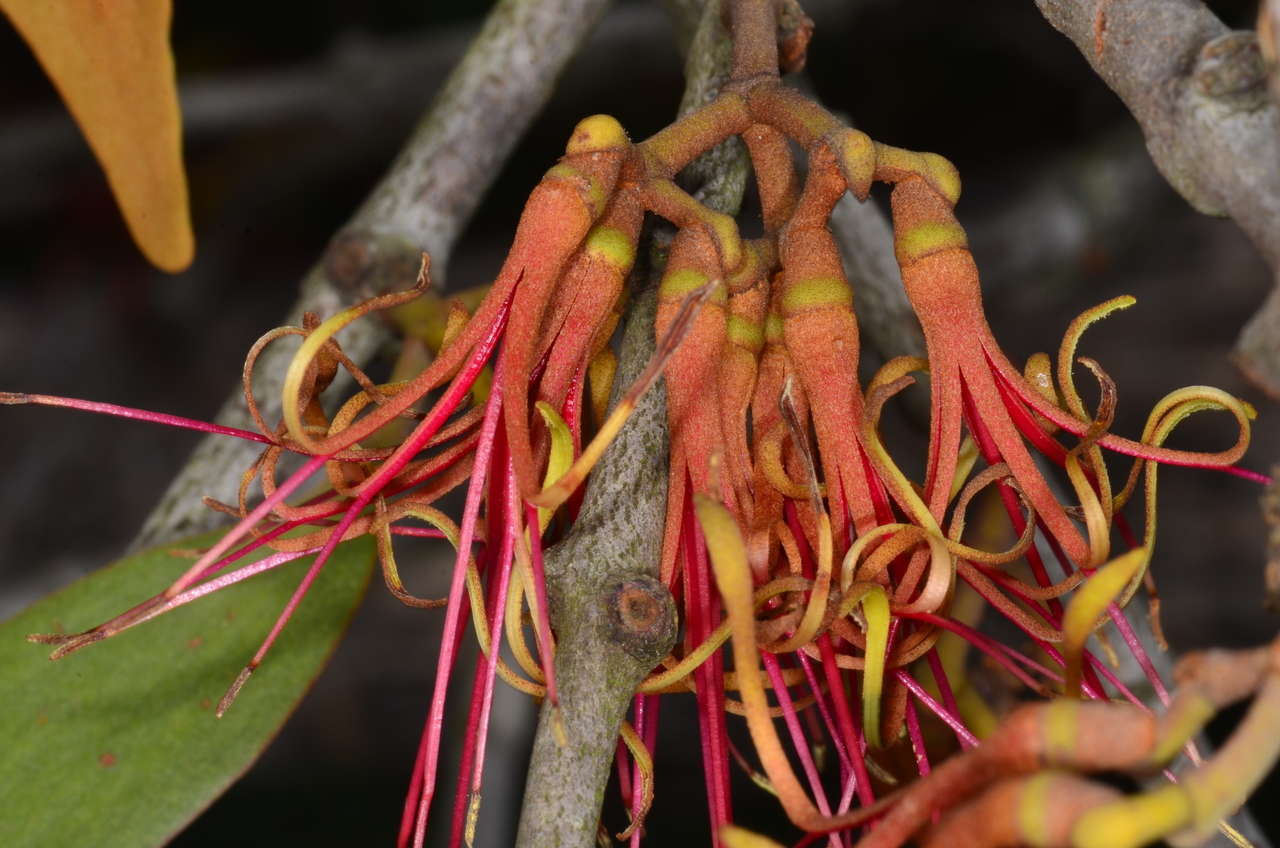 Imagem de Amyema pendula subsp. pendula