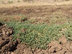 Image of bigbract verbena