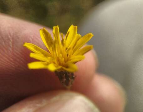 Imagem de Taraxacum bessarabicum (Hornem.) Hand.-Mazz.