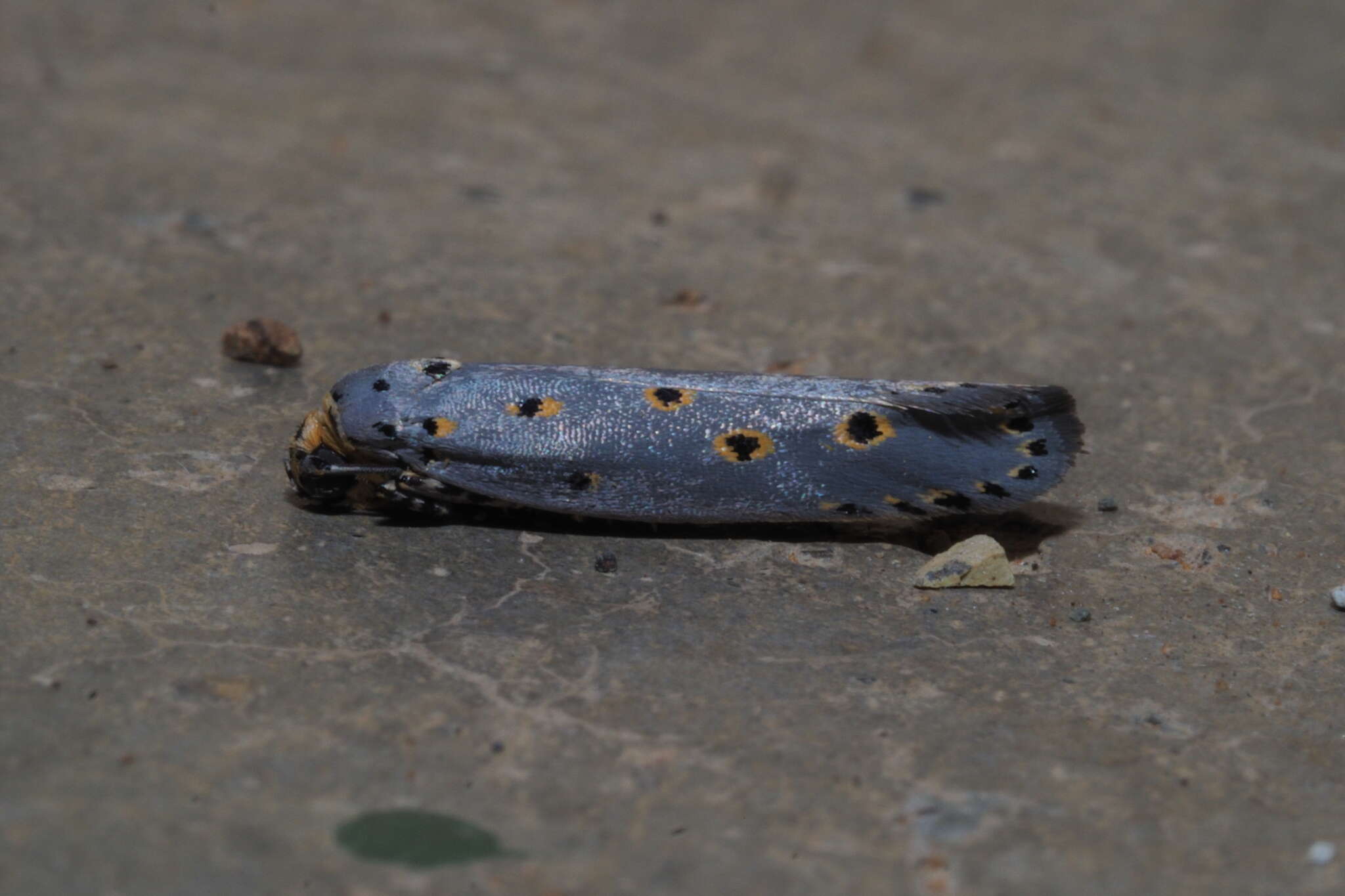 Image of Ethmia circumdatella Walker 1863