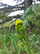 Image of Rocky Mountain goldenrod