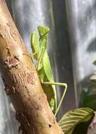 Image of African mantis