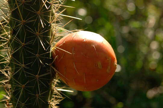 Image of Caribbean applecactus