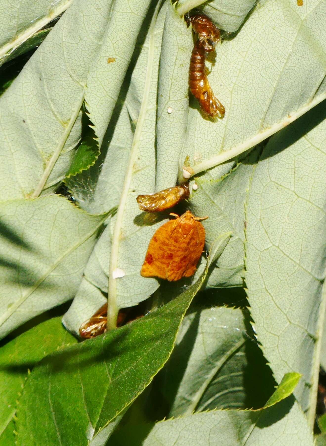 Image of Ugly-nest Caterpillar