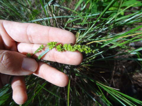 Carex decomposita Muhl. resmi