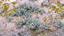 Image of cartilage lichen