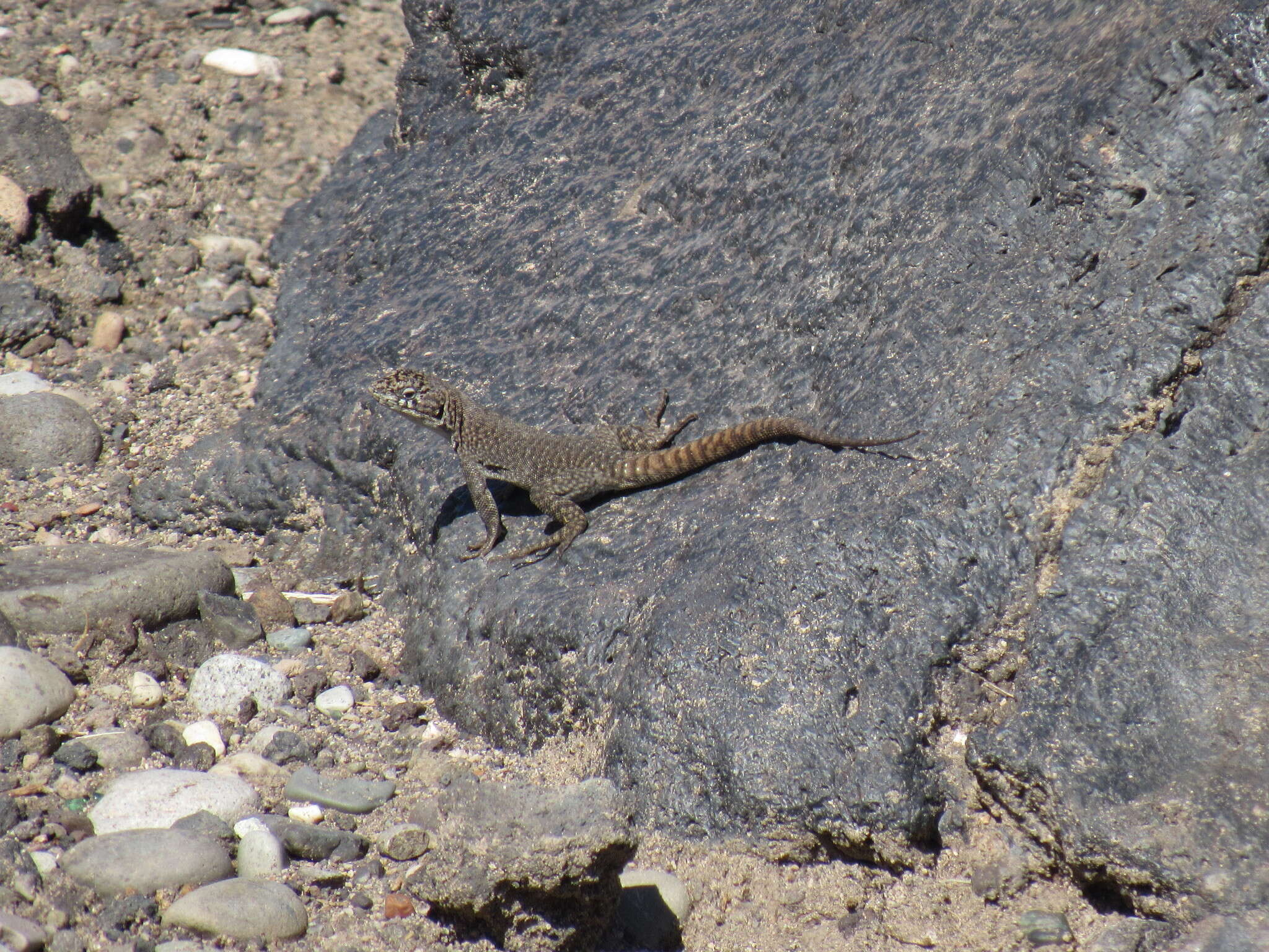 صورة Liolaemus austromendocinus Cei 1974