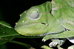 Image of Usambara Three-Horned Chameleon