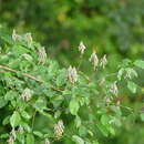 Griffonia simplicifolia (DC.) Baill. resmi