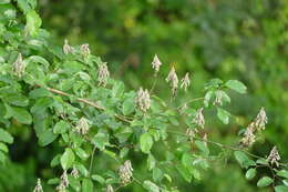 Griffonia simplicifolia (DC.) Baill. resmi