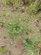 Image of Santa Cruz Island suncup