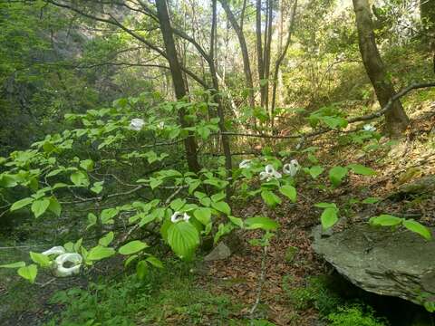 Image of Magic Dogwood