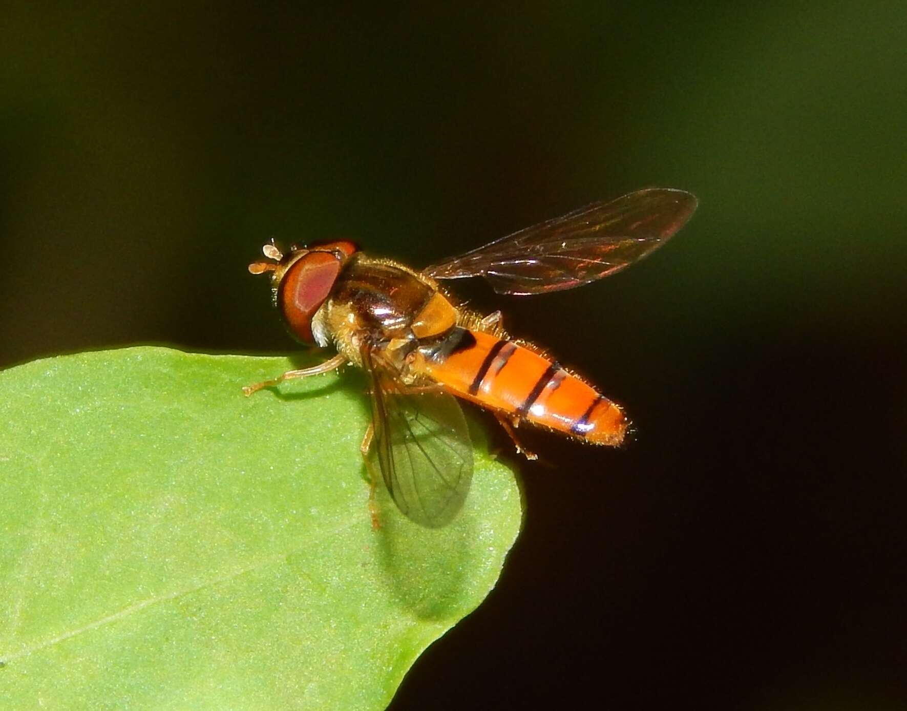 Image of Episyrphus trisectus (Loew 1858)