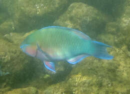 Image of Batavian Parrotfish