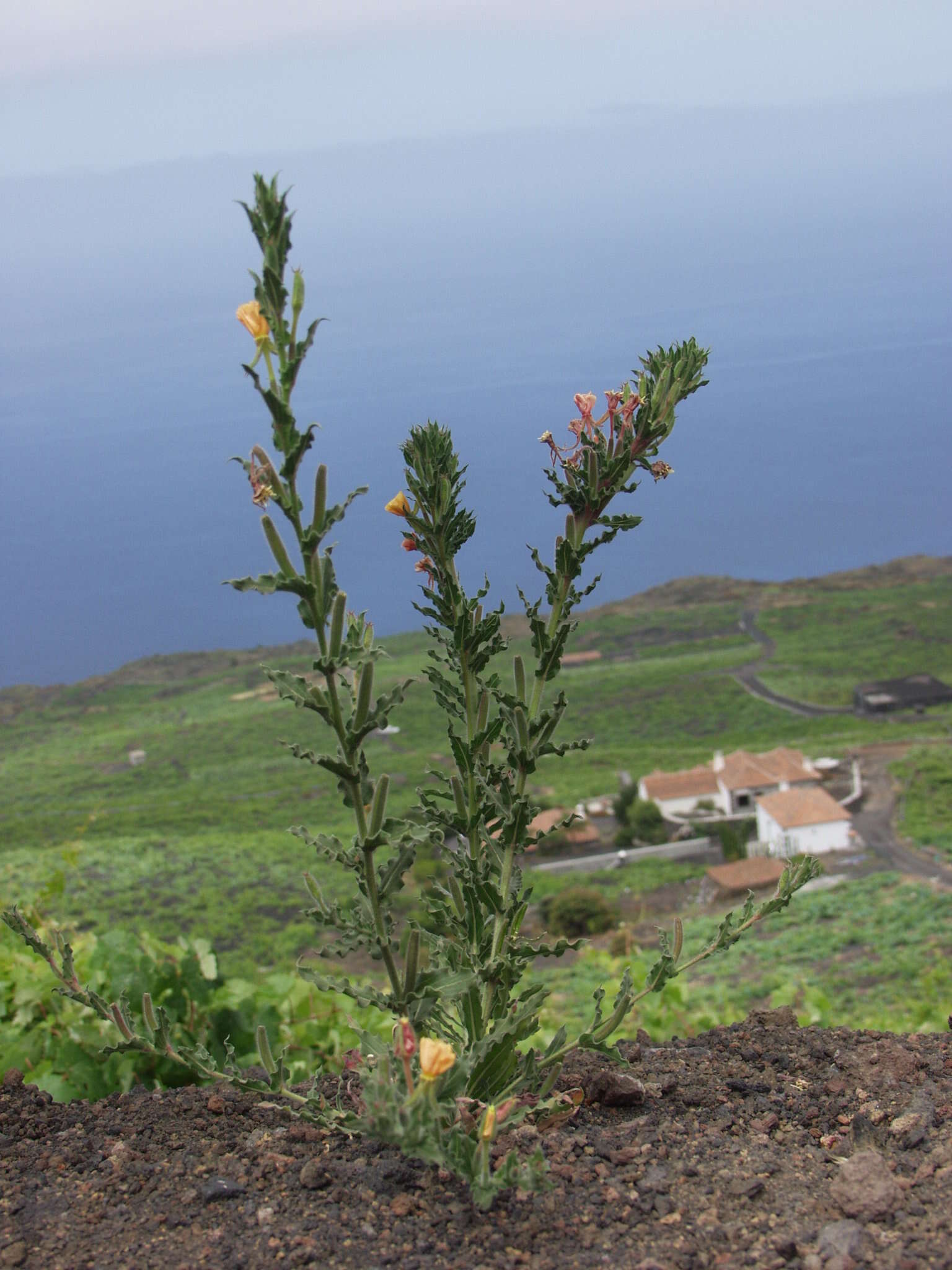 Imagem de Oenothera indecora Camb.