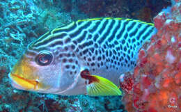 Image of Diagonal banded sweetlips