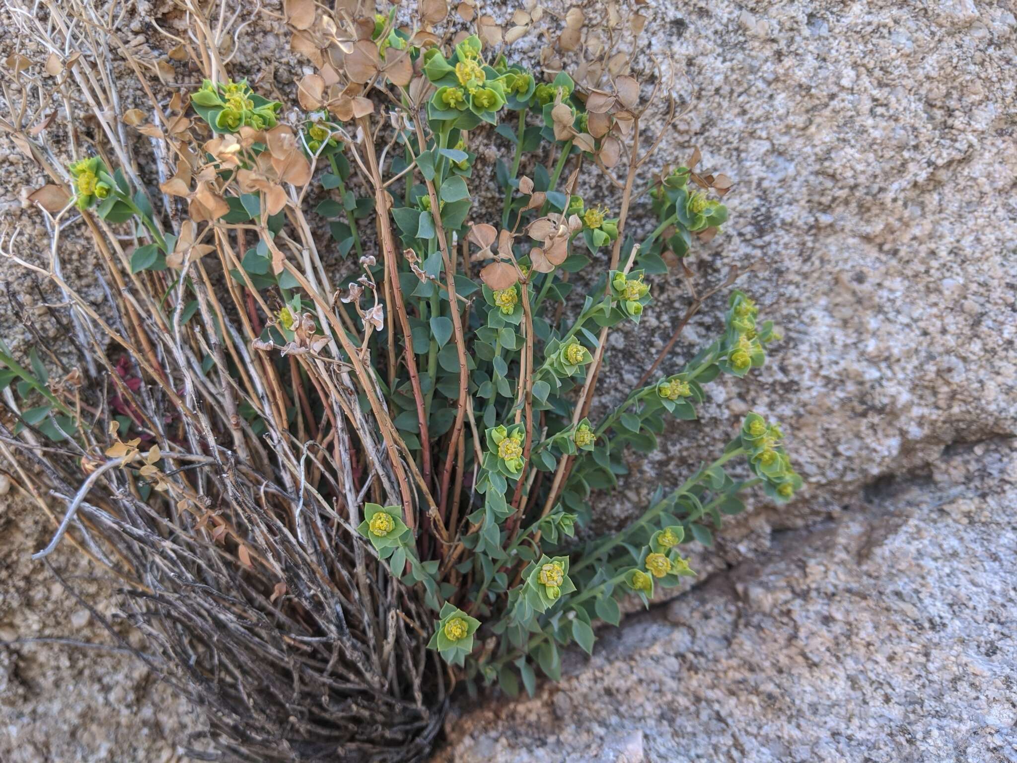 Euphorbia schizoloba Engelm. resmi