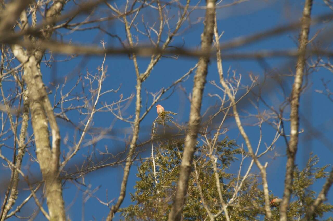 Image of Two-barred Crossbill