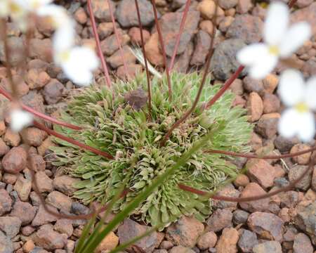 Image of Stylidium piliferum R. Br.