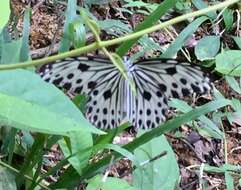 Image of Ideopsis gaura perakana Fruhstorfer 1898