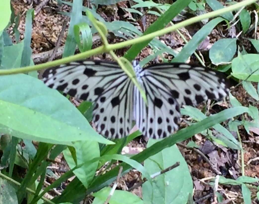 Sivun Ideopsis gaura perakana Fruhstorfer 1898 kuva