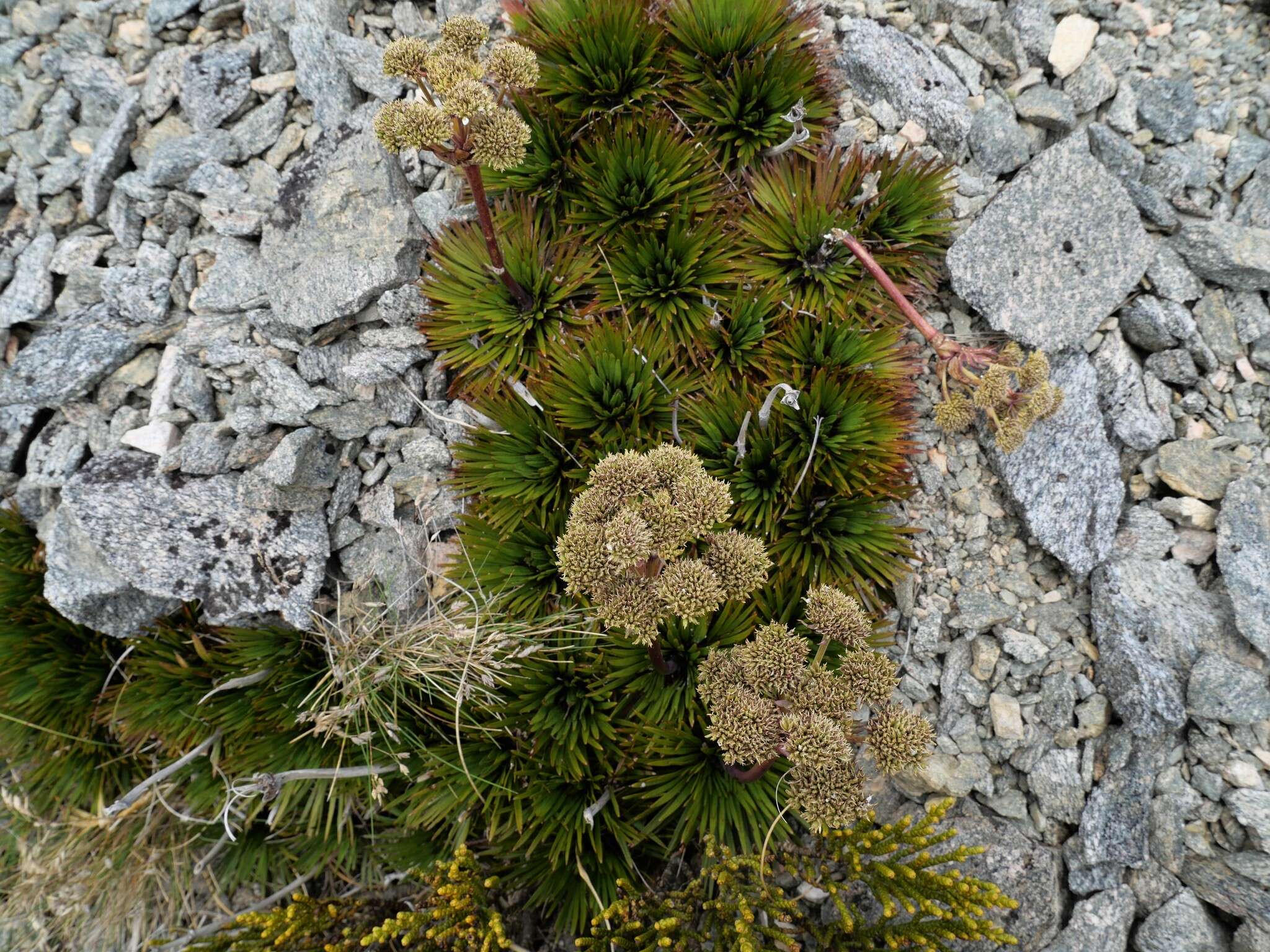 Image of Aciphylla congesta Cheeseman