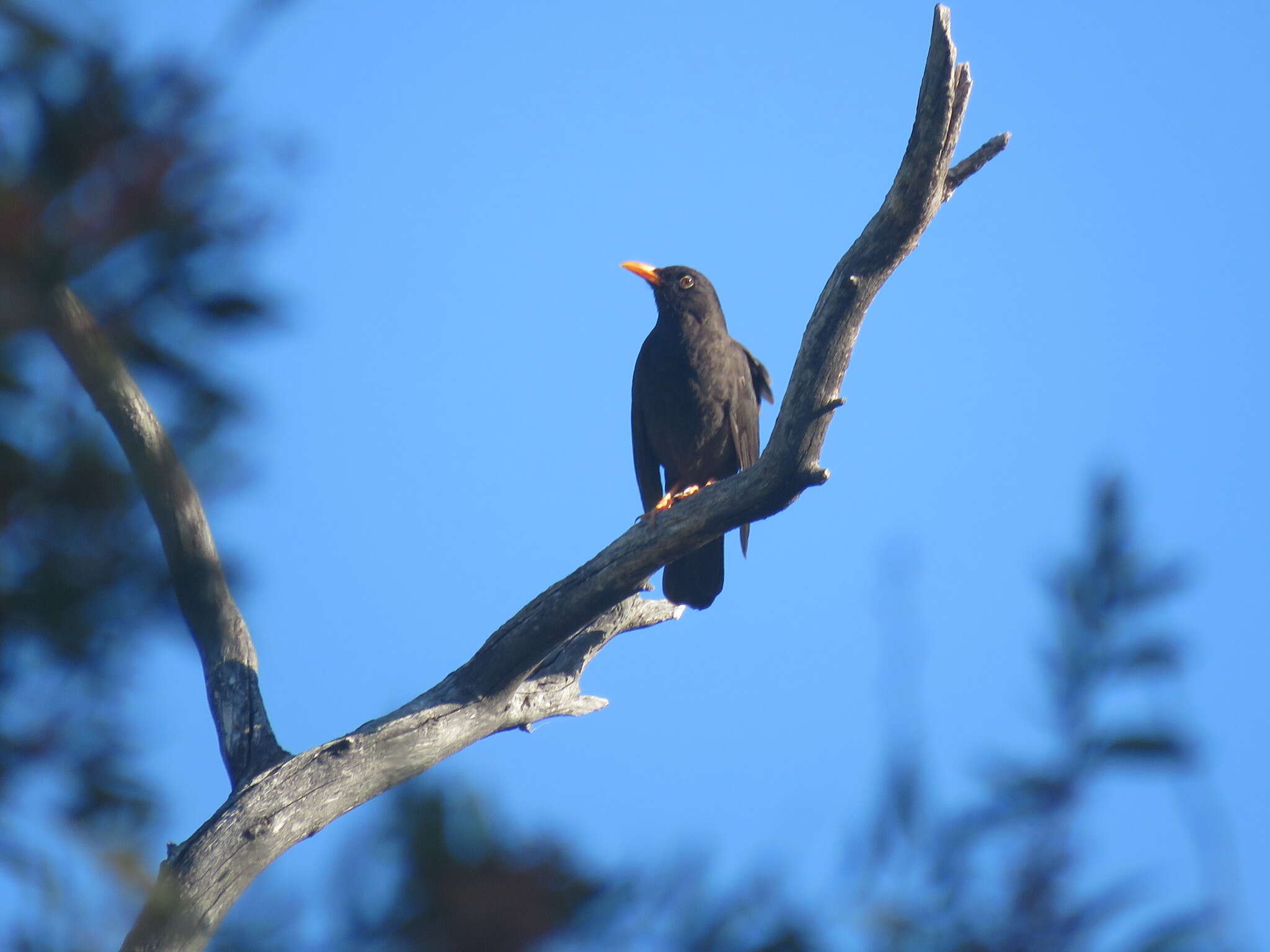 Turdus chiguanco d'Orbigny & Lafresnaye 1837 resmi