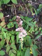 Image de Astilbe longicarpa (Hayata) Hayata