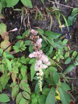 Image of Astilbe longicarpa (Hayata) Hayata