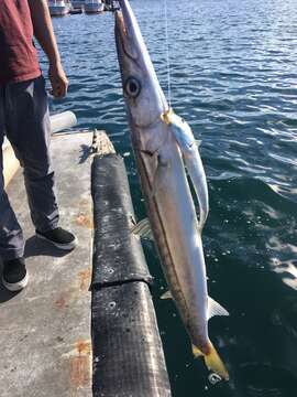 Image of Pacific barracuda