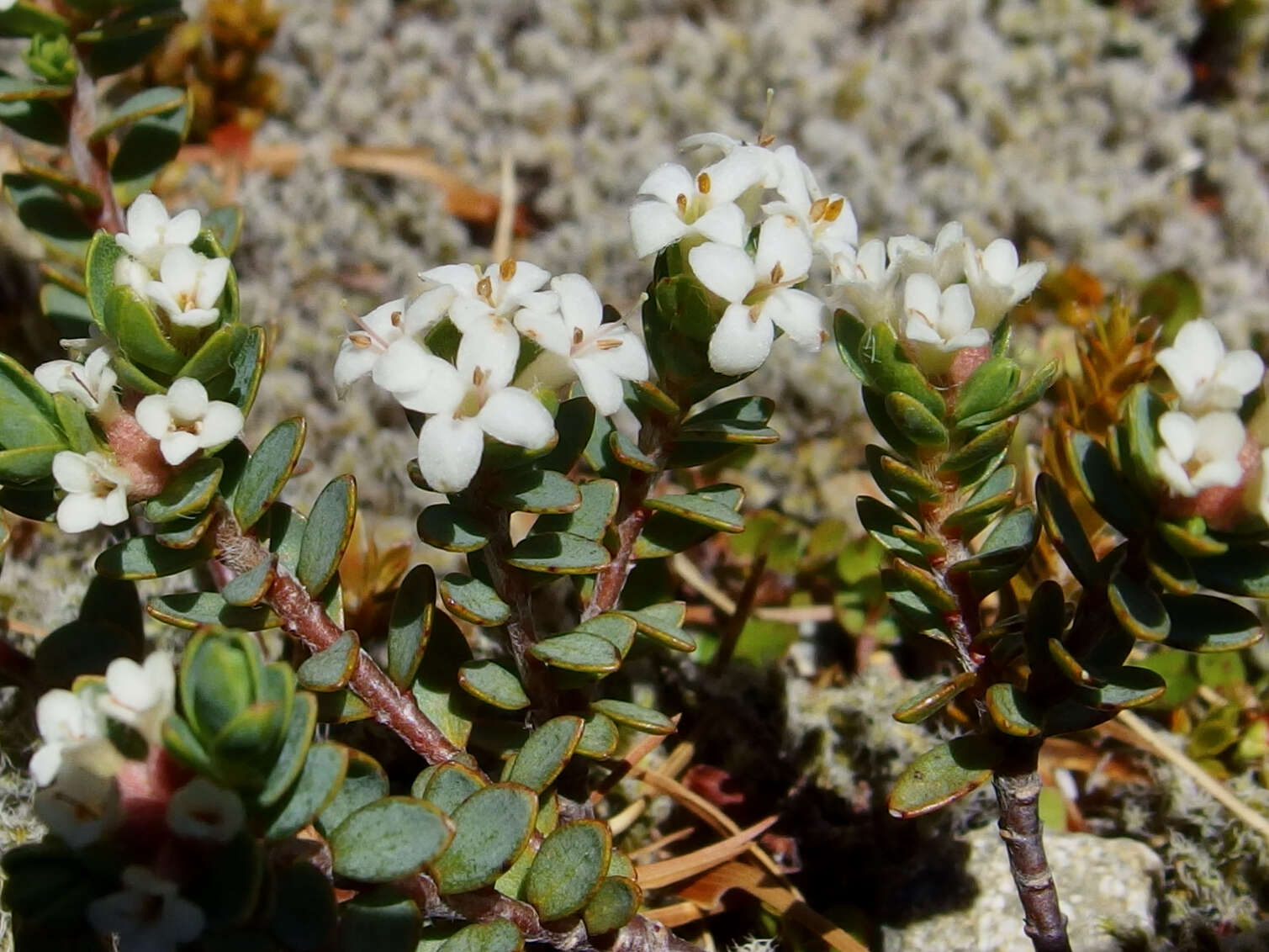 Image of Pimelea oreophila Burrows