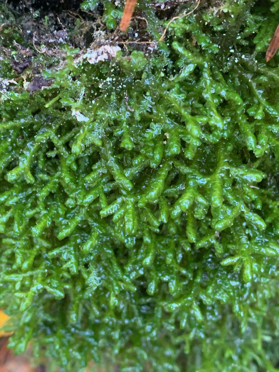 Image of Cliff Scalewort