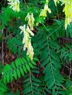 Image of Vicia pinetorum Boiss. & Spruner